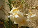 Luteum Plenum