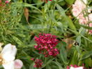 sphinx colibri
