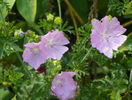 malva moschata Rosea