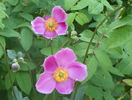 anemone Praecox