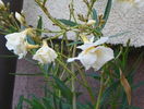 Luteum Plenum
