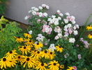 rudbeckia Goldsturm si Sommerwind