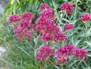 centranthus ruber