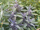 salvia officinalis purpurea