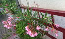 IMG_20150817_182418[1]