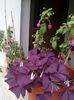 Fuchsii