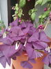 Oxalis