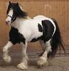 220px-Irish_Tinker_horse_2