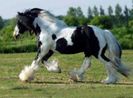 300-cal-gypsy-vanner