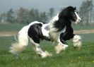 300-rasa-gypsy-vanner
