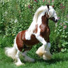 gypsy-horse-stallion