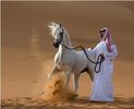 calul-arab1