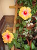 DSCF4116