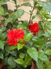 DSCF4118