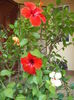 DSCF4121