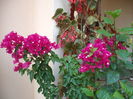 DSCF4123