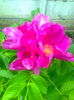 Trandafir de dulceata "Rosa Rugosa",18.08.2015