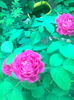 Trandafir de dulceata "Rose de Rescht",18.08.2015