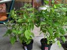IMG_20150819_094321