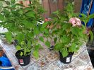IMG_20150819_094022