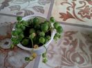 IMG_20150819_094244