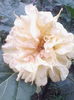 datura galbena de gradina