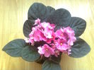 VIOLETE DE PARMA