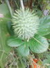 castravete ornamental