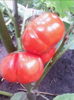 vinete turcesti