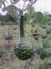 ornamental-speckled swan