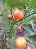 ardei iuti orange