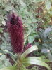 coada vulpii