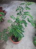 zanthoxylum piperitum