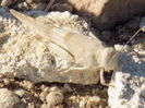 RSCN0854