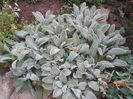 Stachys B.