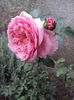 DSC05233