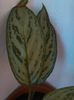 Aglaonema crispum deborah-12.08.2015