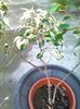 ficus benjamin 30.06.2015