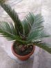 cycas revoluta-27.07.2015
