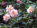 DSC05194