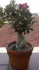 Adenium obesum