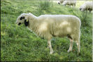 Bergschaf oachese