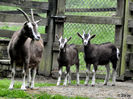 Toggenburg frumosi-653d