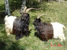 Walliser la soare-7