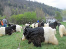 Walliser la un targ-76