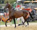 cal-akhal-teke-competitie1