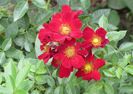 Bienenweide Rot