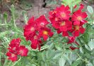 Bienenweide Rot