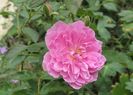 Harlow Carr
