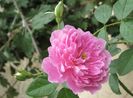 Harlow Carr